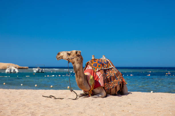 Camel Relaxing on Coastline in Egypt.