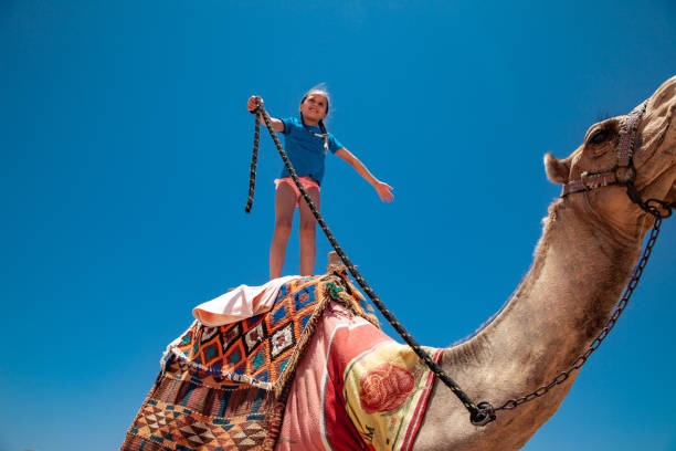 istock Young Girl Riding a Camel Standing Up 1144818513