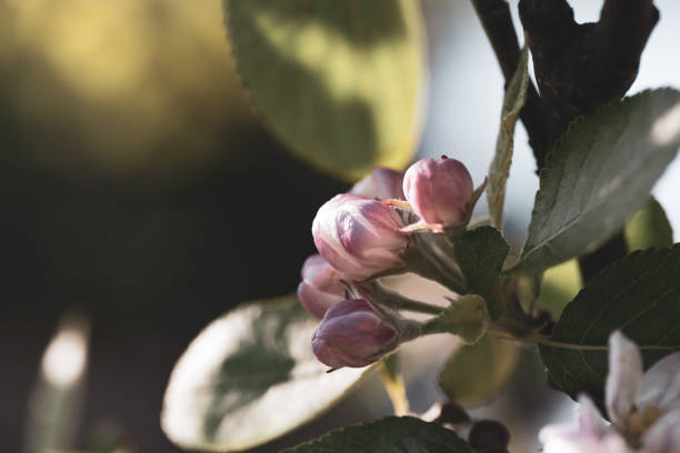 fiore di mela - soft cider foto e immagini stock