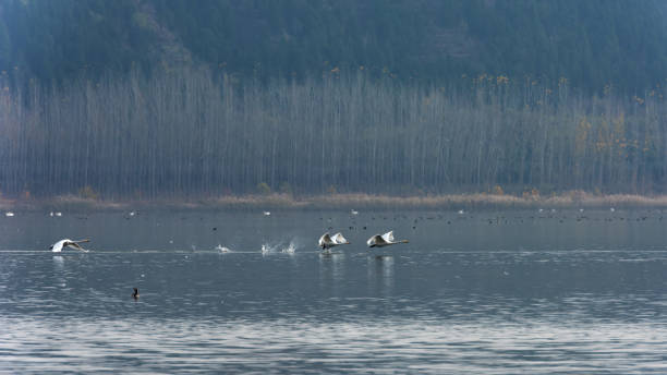 Swan flying in the air