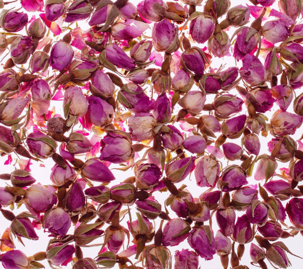 istock Dried pink roses on white background 1144820588