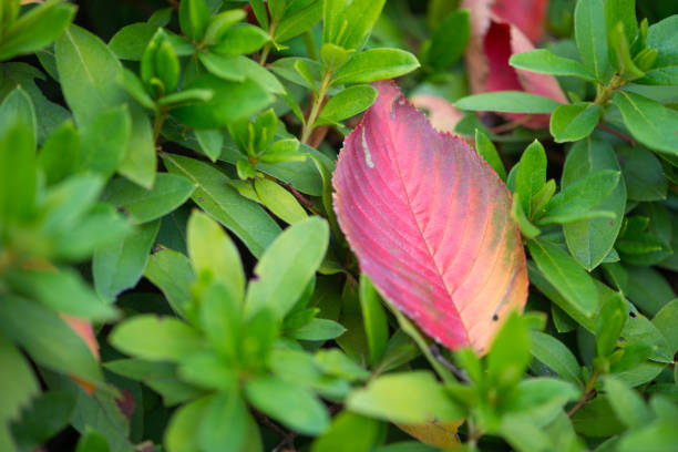 Red leaves in autumn season show nature background