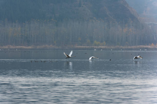 istock Swan flying in the air 1144820916