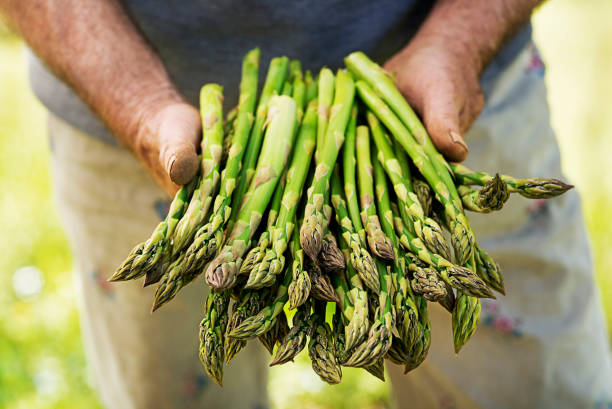 Asparagus in hands of a farmer stock photo