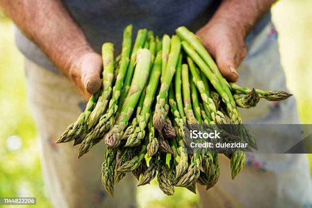 Asparagus In Hands Of A Farmer Stock Photo - Download Image Now - Asparagus, Green Color, Agricultural Field