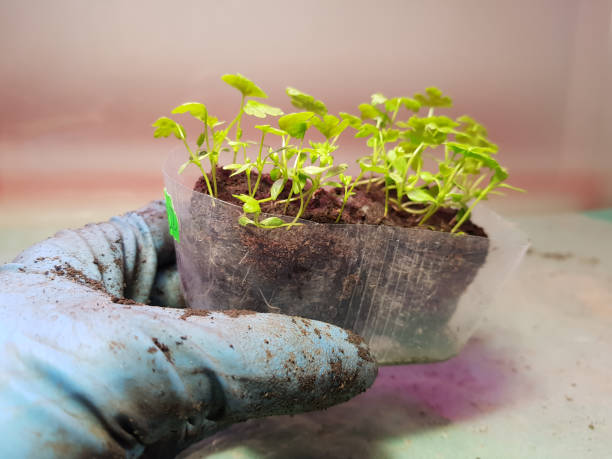 istock Seedlings - very beautiful celery seedlings in a pot in a gloved hand 1144822908