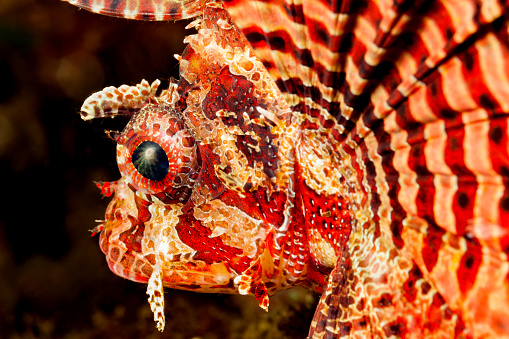 Dwarf Lionfish (= Shortfin Turkeyfish) Dendrochirus brachypterus occurs in the tropical Indo-West Pacific in reef flats and shallow lagoons, in areas with weed-covered rocks on sandy substrates in a depth range from 2-80m, max. length 17 cm. The reproduction of Dendrochirus brachypterus is particularly interesting, as the female possesses a special type of ovary. Like other Lionfish species, this one has venomous dorsal spines, 13 of them. Lembeh Strait, North Sulawesi, Indonesia, 1°29'7 