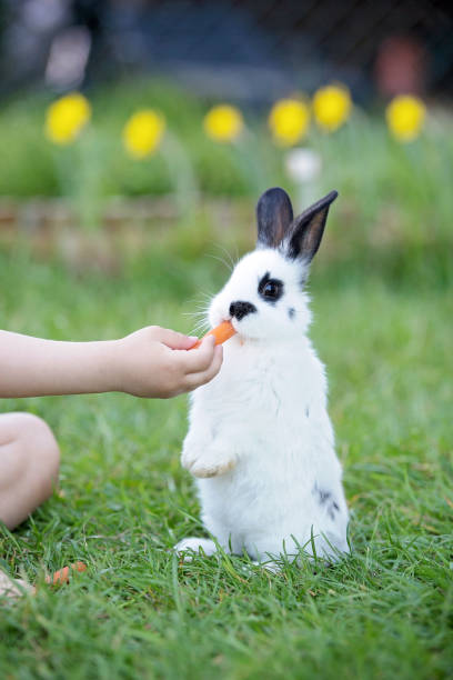 istock Child hand feeding little white rabbit in garden 1144825200
