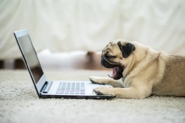 Cute dog Pug breed lying and yawning on ground looking on computer laptop screen working and typing with computer laptop feeling so lazy and want to sleep,Dog and Business Concept