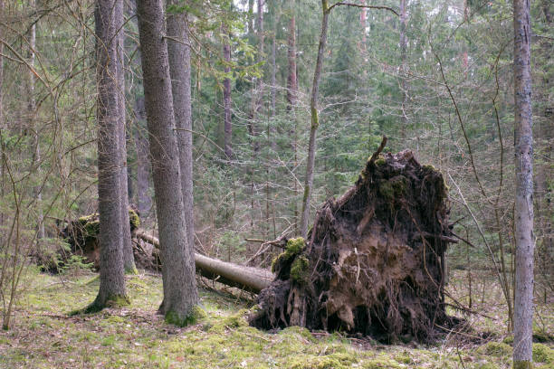 istock Gropu of spruce tree next to wind storm broken one 1144826234
