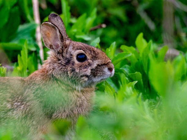 Leveret Leveret hare and leveret stock pictures, royalty-free photos & images