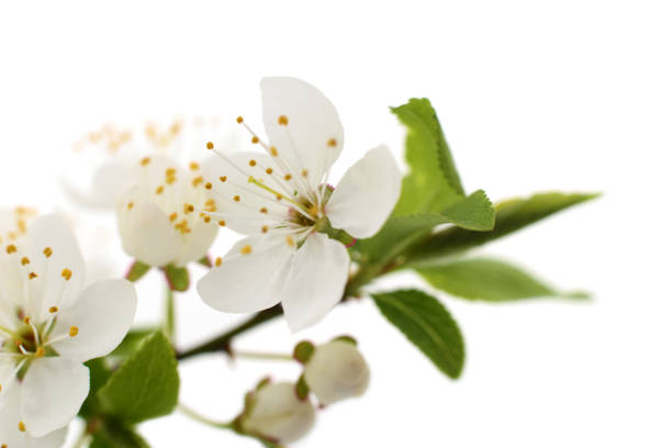 istock Flowering branch of cherry. 1144826819