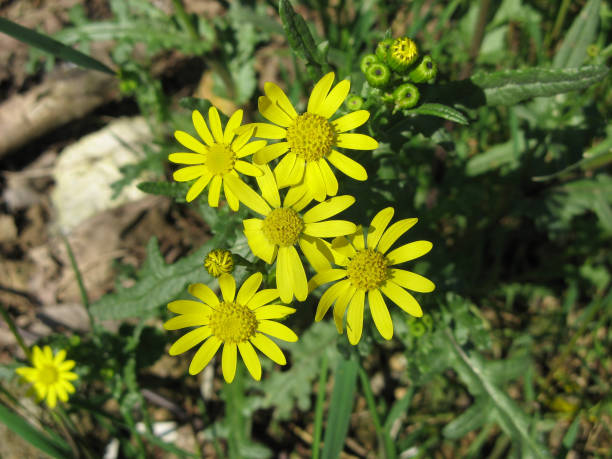 istock Beginning of the spring with yellow wild flowers 1144827947