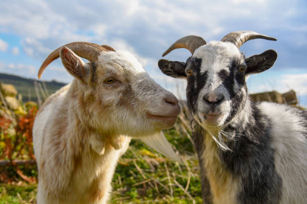 deux chèvres - goat hoofed mammal living organism nature photos et images de collection