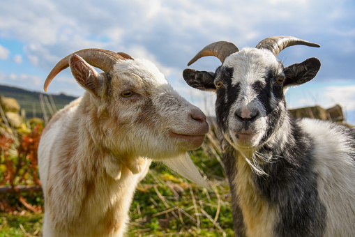 Funny photo of a cute pet goat wearing costume rabbit ears like the Easter bunny for the Easter holiday on a beautiful spring morning. The goat is being fed by loving children.