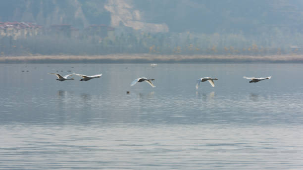 istock Swan flying in the air 1144829822