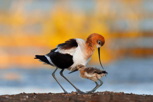 American avocet mom and baby American avocet baby seeking protection from mom at dusk. avocet stock pictures, royalty-free photos & images