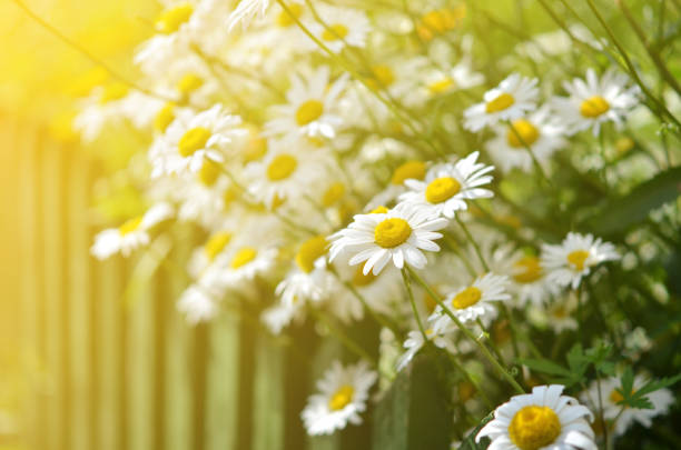 istock Summer flowers camomile blossoms in garden. 1144831072