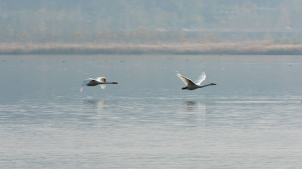 istock Swan flying in the air 1144831258