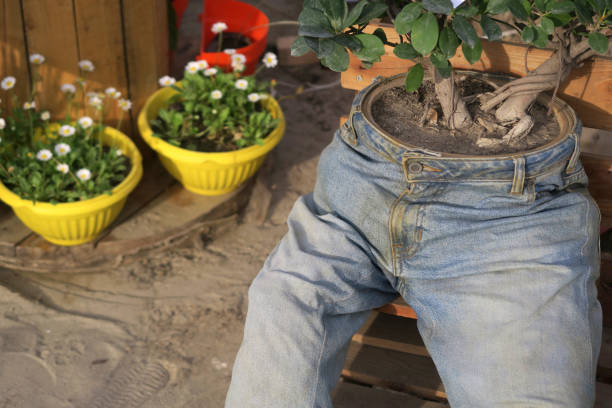Photo showing an unusual and rather quirky garden planter made from an old pair of blue denim jeans. The stuffed jean trouser legs look rather like a scarecrow, with the waist consisting of a flower pot, planted with a twin trunk fig bonsai tree (button panda ficus microcarpa ginseng) with aerial roots.