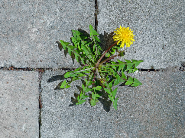 вид на желтый цветок одуванчика между серыми брусчаткой - paving stone sidewalk concrete brick стоковые фото и изображения