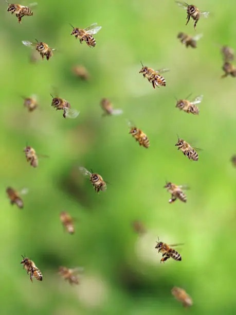 macro shot of bees flying in apiary, close up of honey bee on green background.
