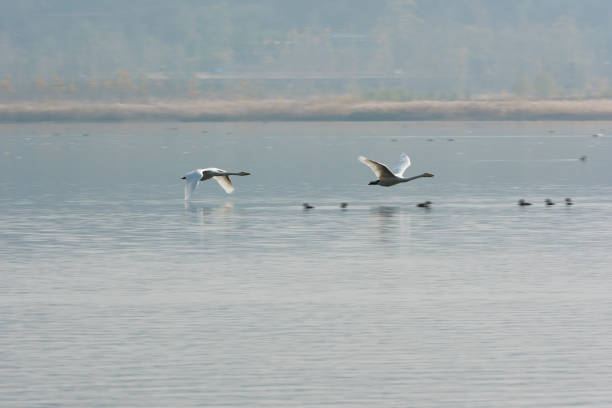 istock Swan flying in the air 1144832385