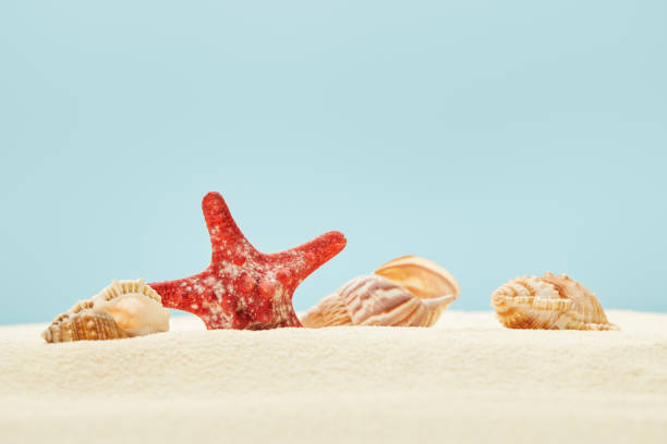 istock selective focus of red starfish and seashells on sandy beach isolated on blue 1144833647