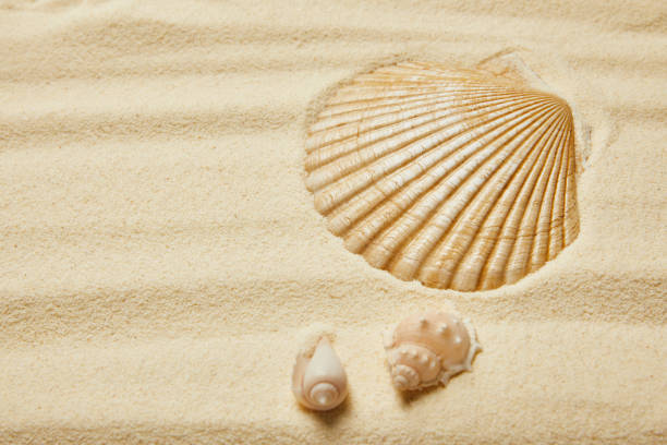 istock selective focus of seashells on sandy beach in summertime 1144833723