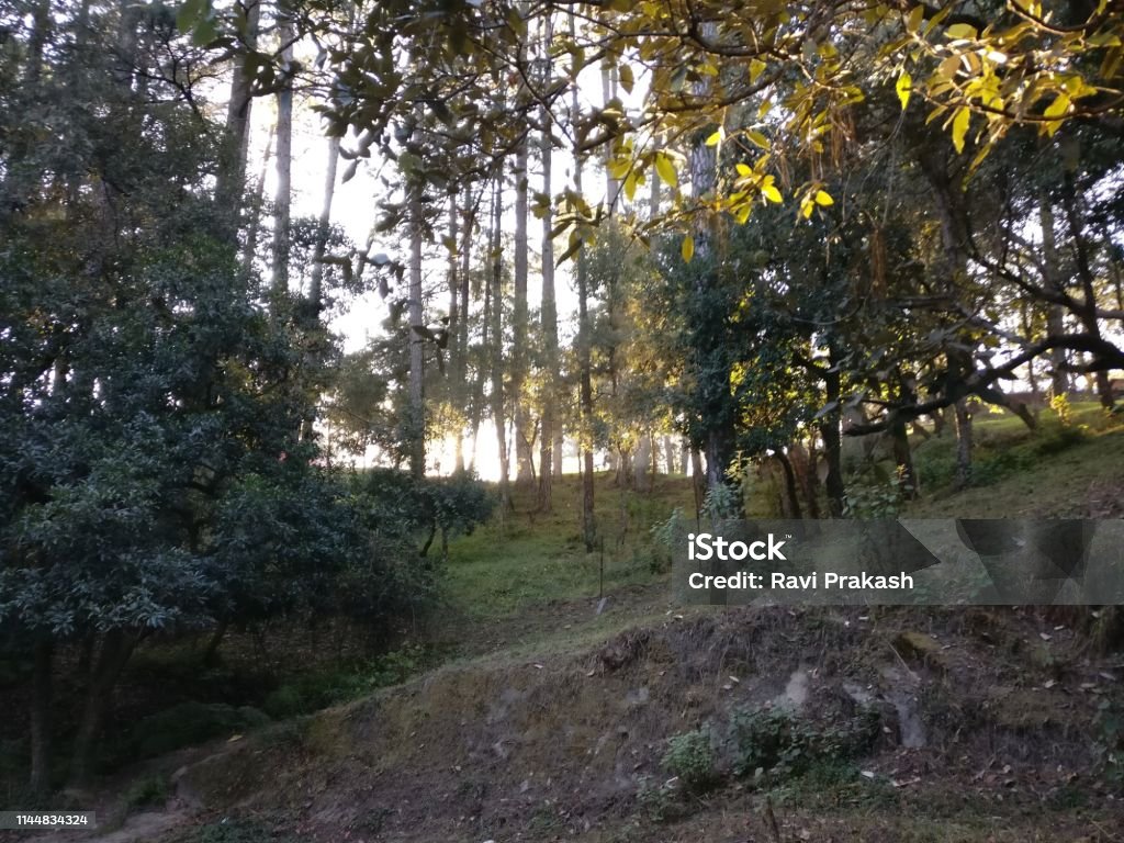 Ranikhet A view of trees in Ranikhet, Uttarakhand State Asia Stock Photo