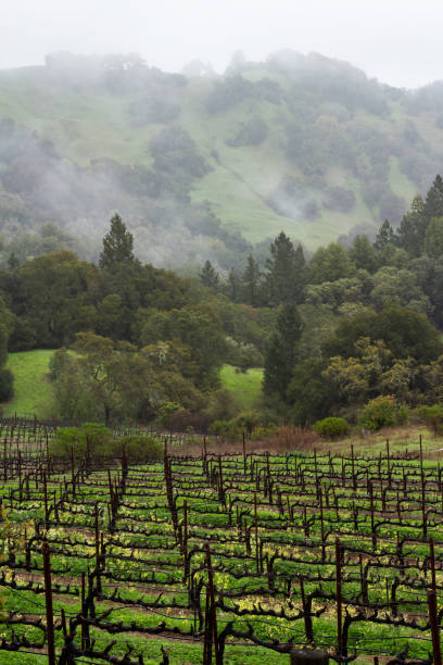 Vineyard in Mendocino, California A vineyard by a misty mountain in Mendocino, California. mendocino county photos stock pictures, royalty-free photos & images