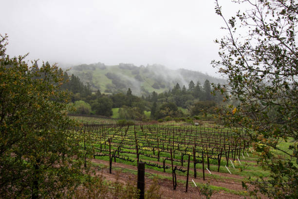 メンドシノ、カリフォルニア州のブドウ園 - winery vineyard california town of vineyard ストックフォトと画像