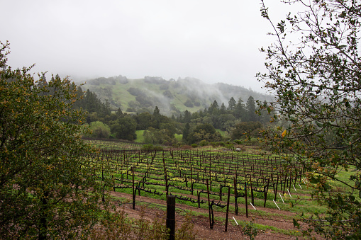 A vineyard by a misty mountain in Mendocino, California.