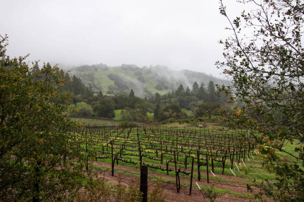 Vineyard in Mendocino, California A vineyard by a misty mountain in Mendocino, California. mendocino photos stock pictures, royalty-free photos & images