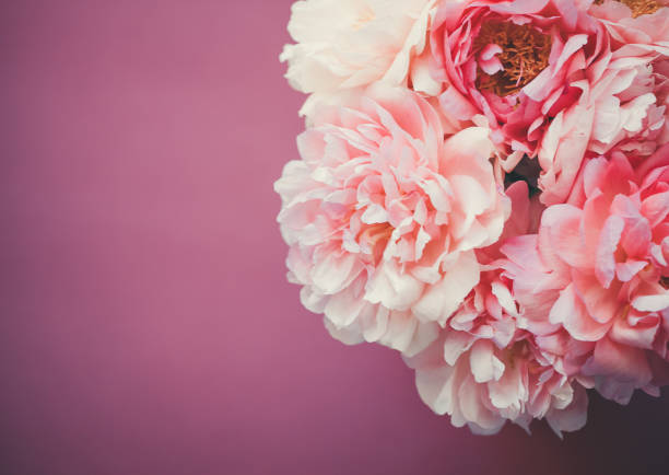 istock Close up of pink peony on pink background 1144836963