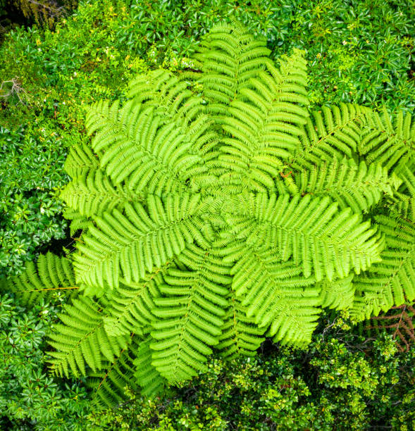 large tree fern in new zealand from directly above - fern spiral frond green imagens e fotografias de stock