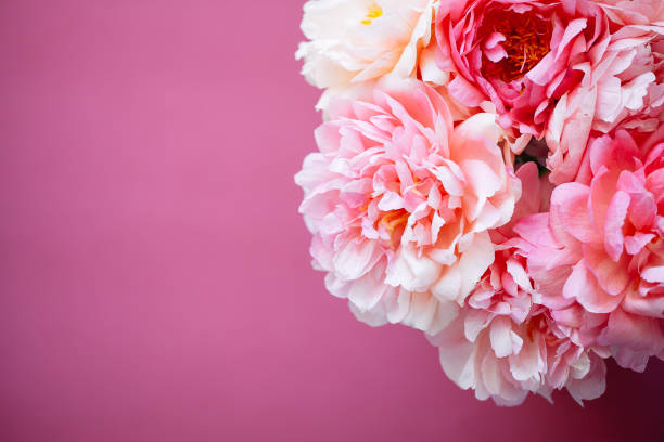 istock Close up of pink peony on pink background 1144837019