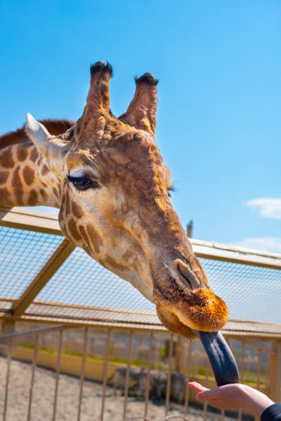istock Giraffe hand feeding in a petting zoo 1144838623