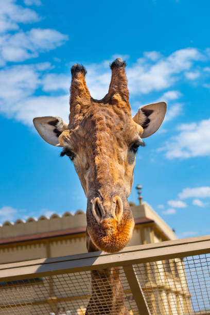 istock Giraffe looking over zoo fence 1144838627