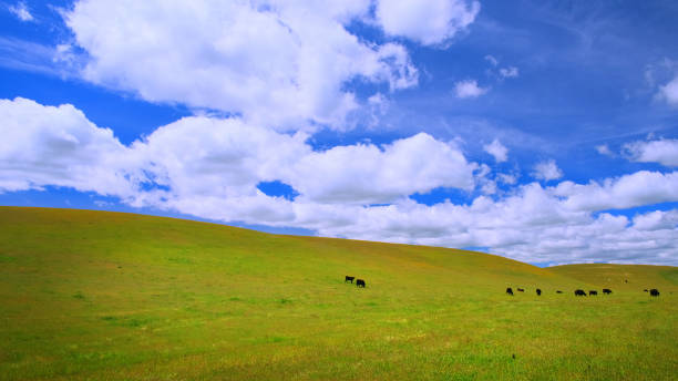 istock Idyllic Pasture Land with Cattle 1144839106