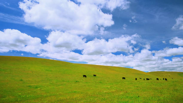 istock Idyllic Pasture Land with Cattle 1144839115