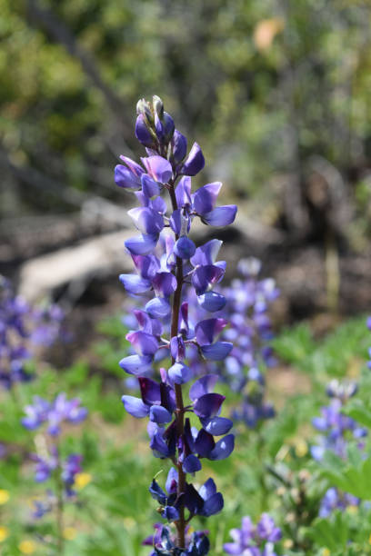 istock Blooming Purple Lupine Flowers 1144842863