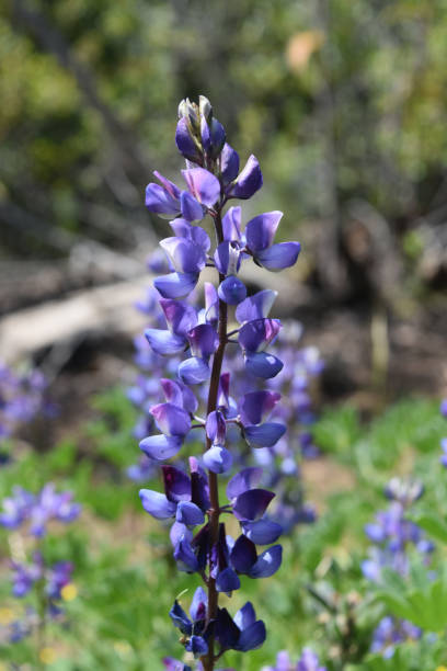 istock Blooming Purple Lupine Flowers 1144842957