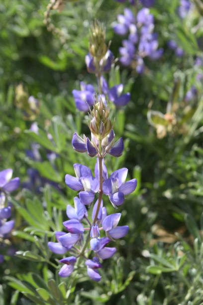 istock Blooming Purple Lupine Flowers 1144843134