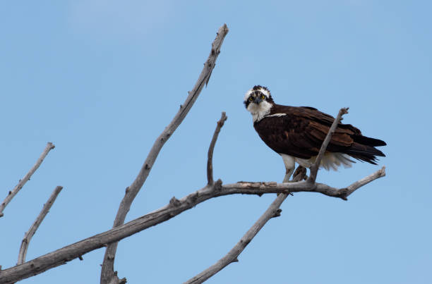 istock An osprey's unblinking gaze is on display in Cheyenne, Wyoming's Lions Park. 1144843592