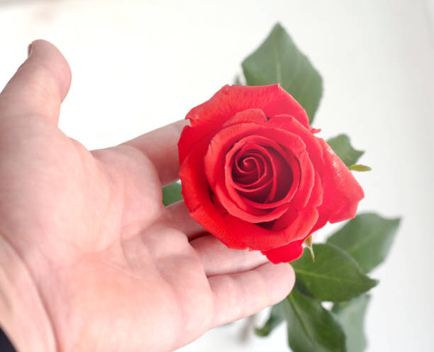 istock Hand with red rose , on white background in soft light 1144844120