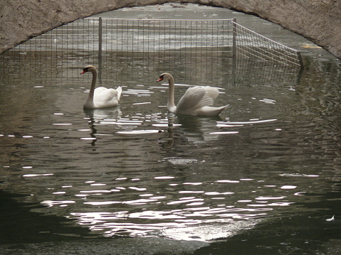 Two swans under a bridge.