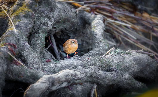 Winter wren walking out of a root cave