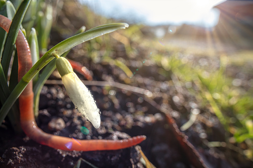 Snowdrop flower, and a earthworm crawling out the earth slope just behind the snowdrop flower