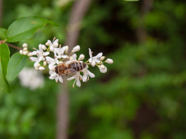 Nature Honey Bee Close Up - Free photo on Pixabay